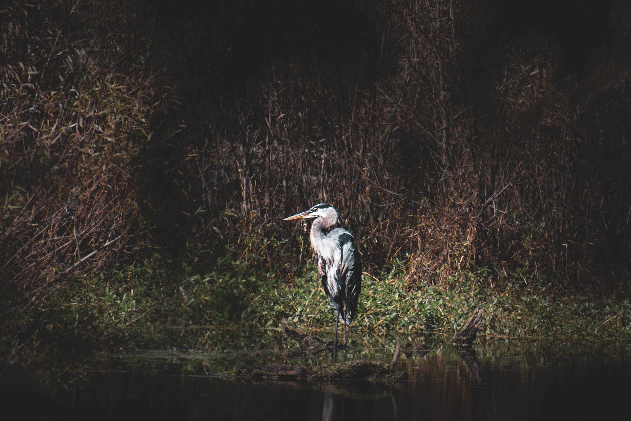 A heron standing in water near dense bushes at night.