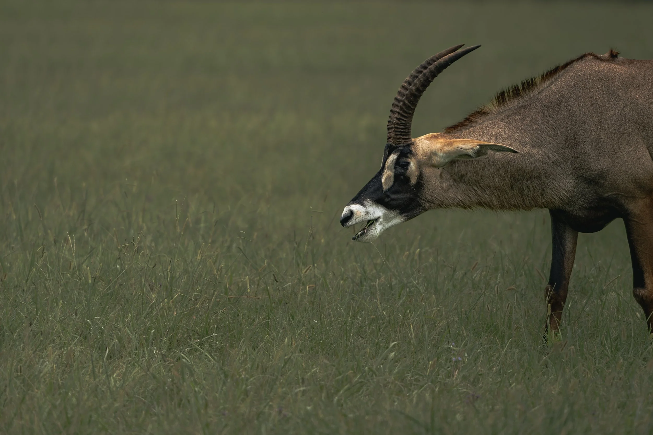 The Roan Antelope IV