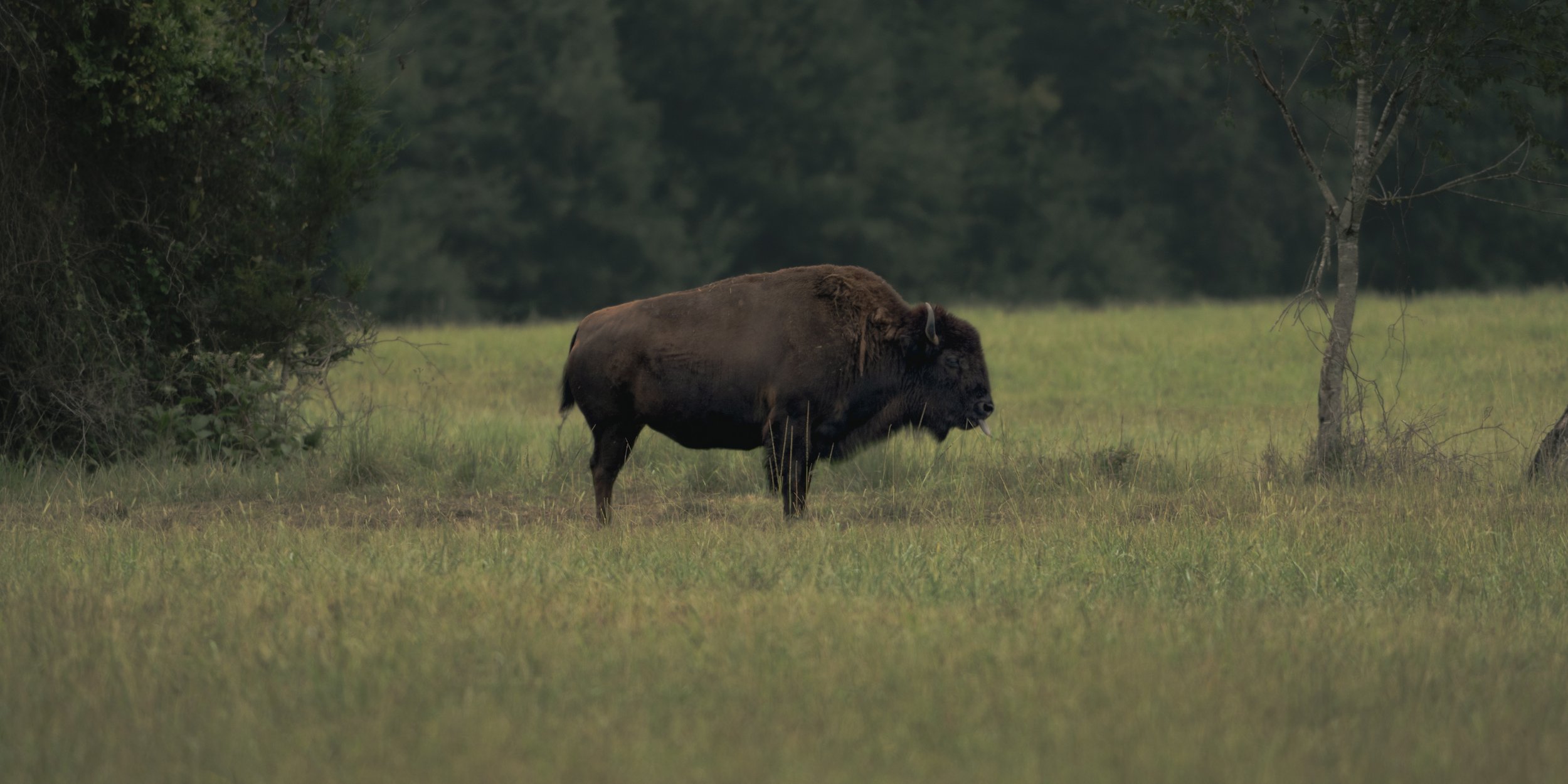 A bison standing alone on a grassy field surrounded by trees.
