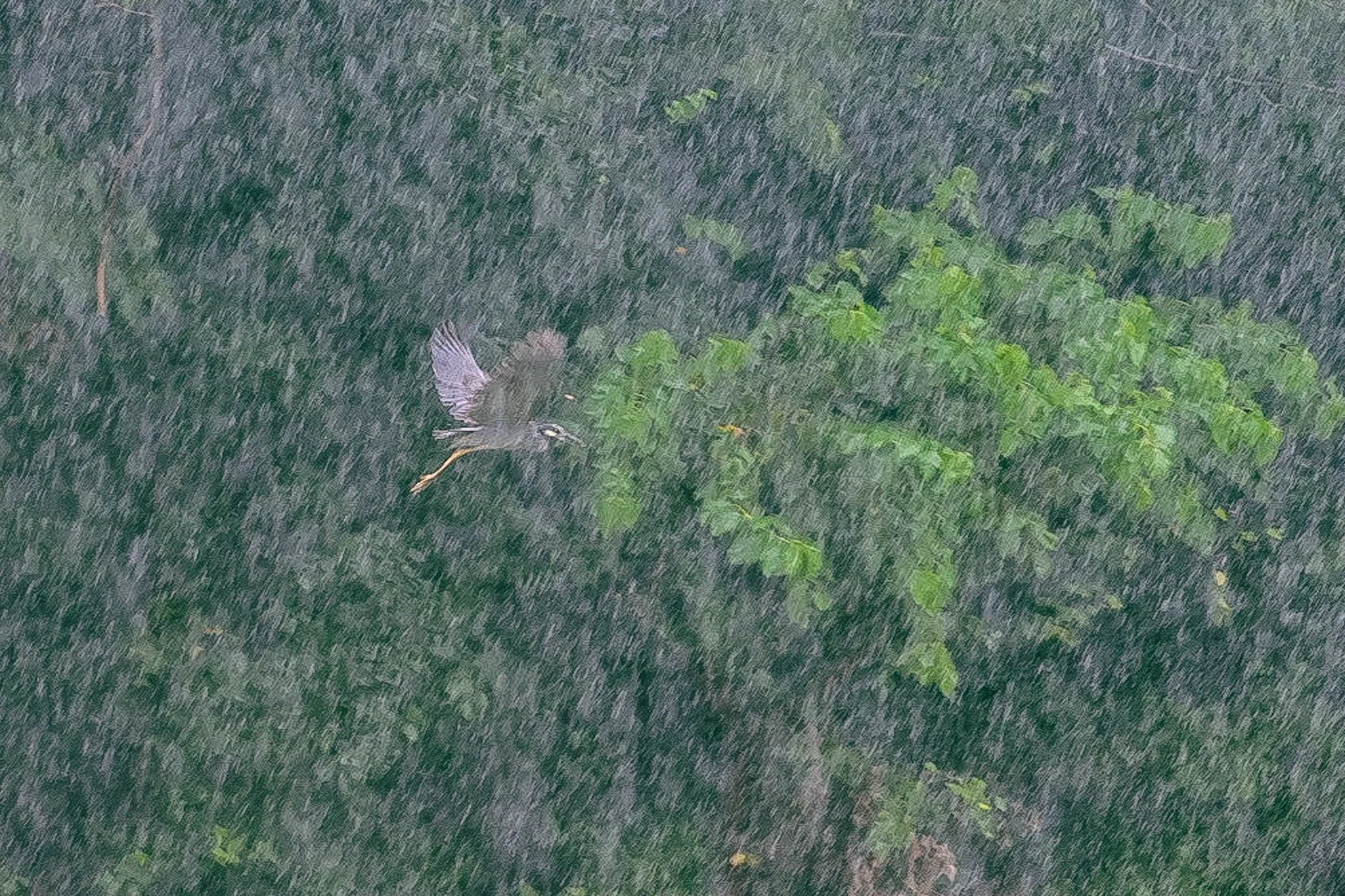 A bird flying low over a grassy field with green plants.