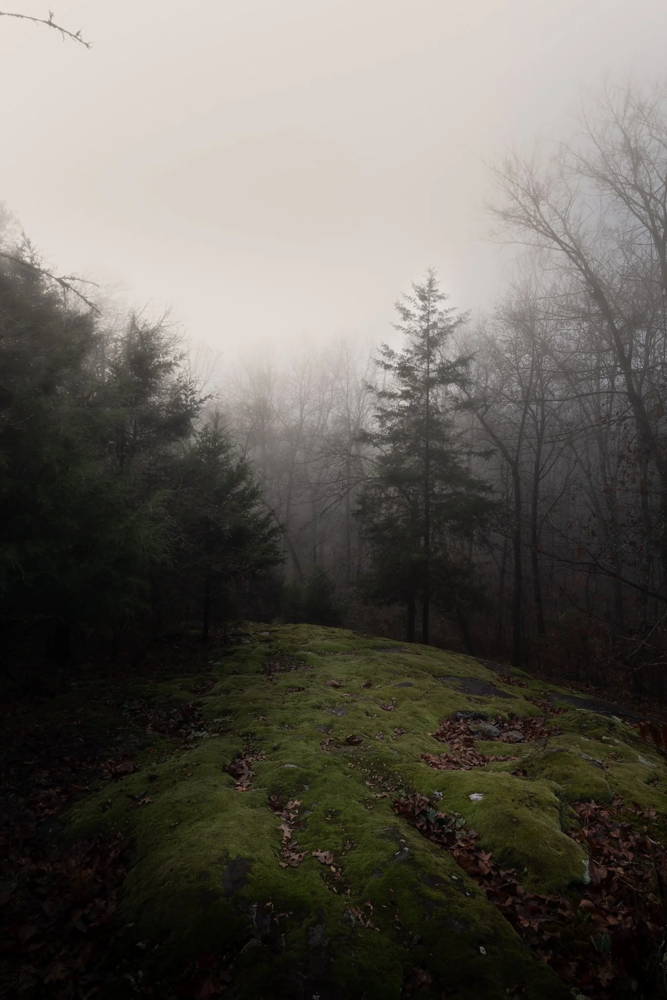 A foggy forest scene with a moss-covered log in the foreground and tall, bare trees in the background, partially obscured by the fog.