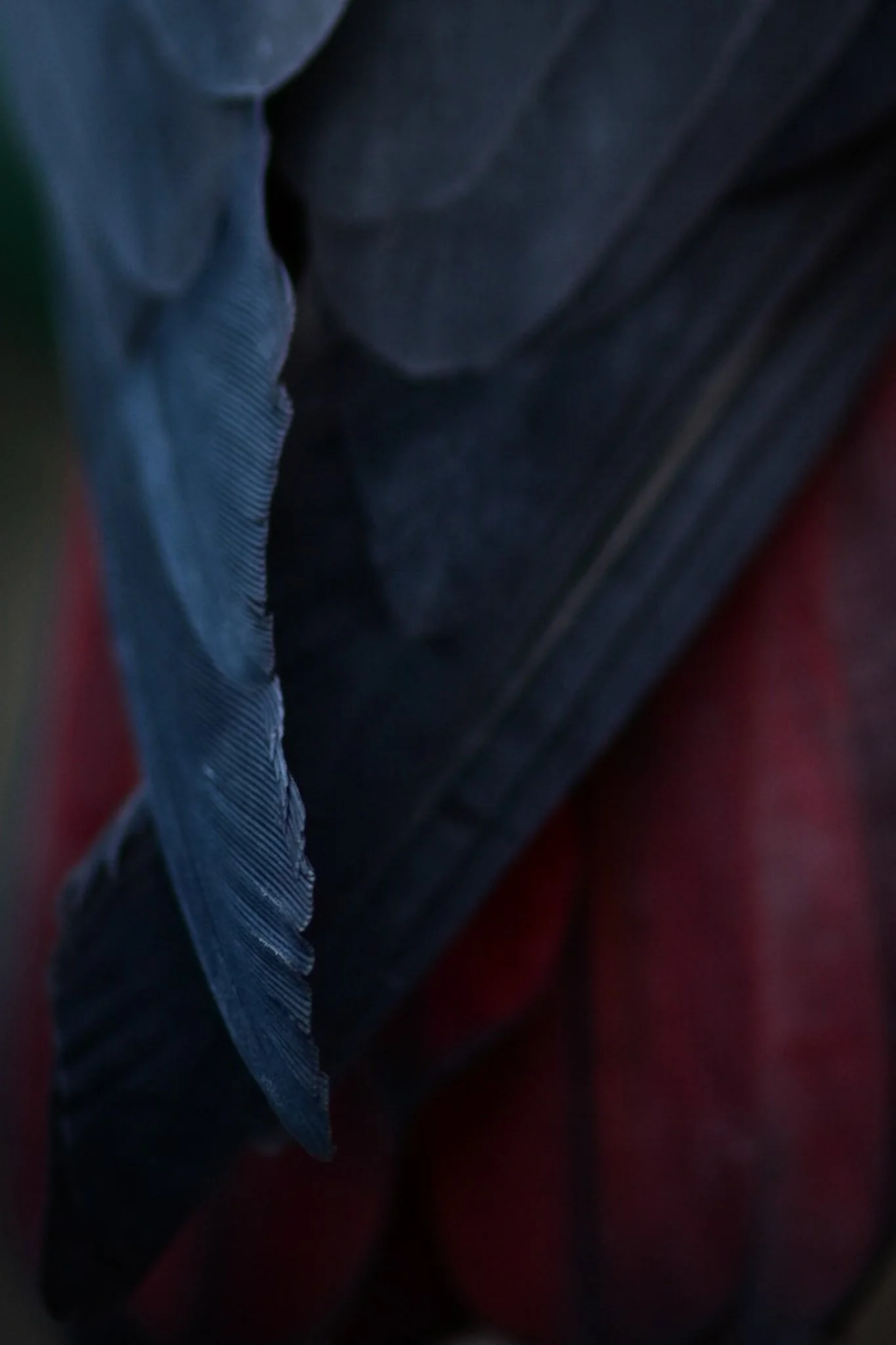 Close-up of a person's clothing, showing a dark jacket with a zipper and a red shirt underneath.