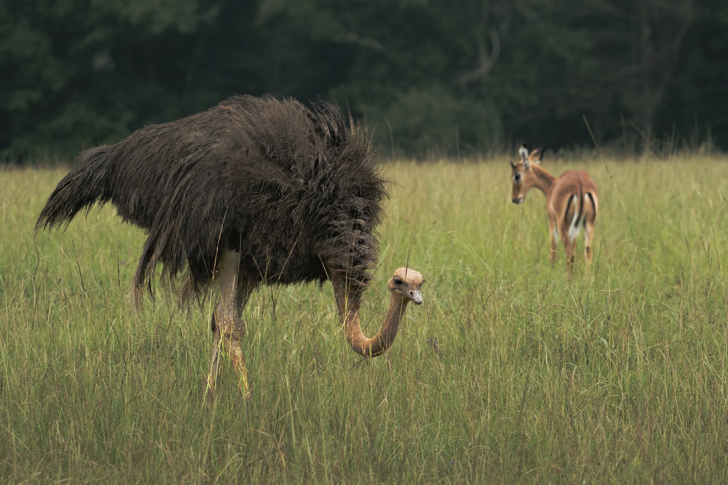 A large ostrich standing in green grass with a baby ostrich nearby and a small deer behind them in a natural outdoor setting.