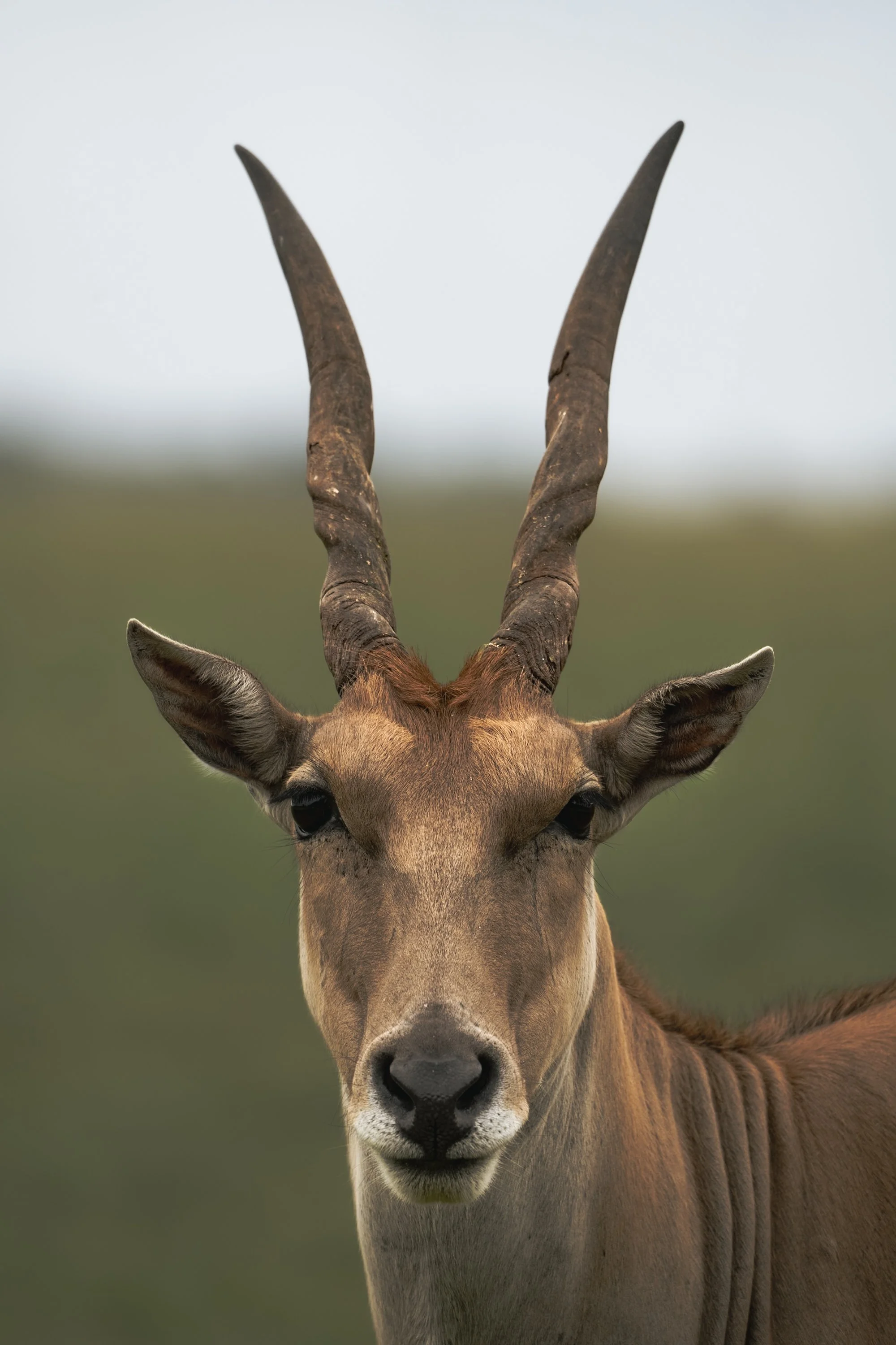 A close-up of an antelope's face, showing its large, curved horns and alert expression, with a blurred green landscape background.