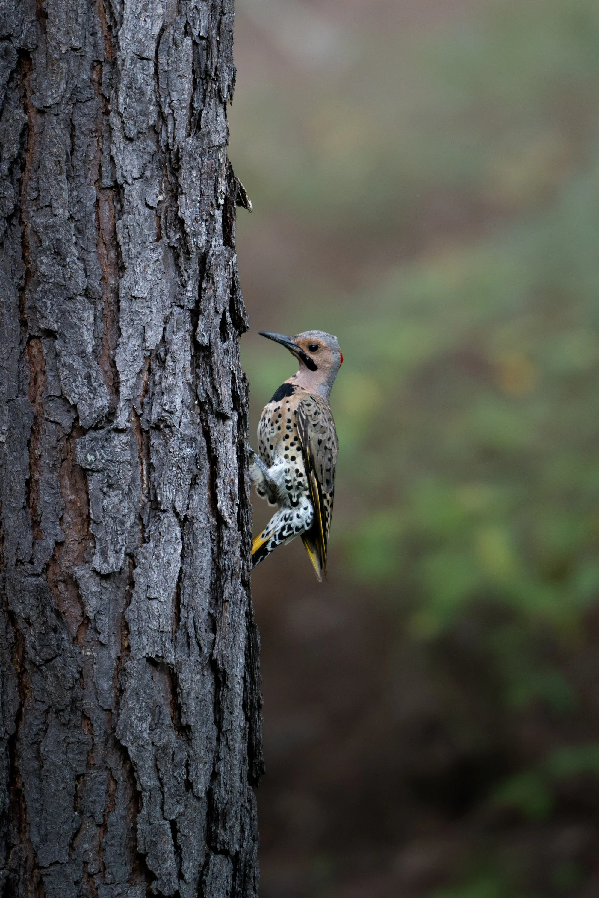 A woodpecker with a black and white speckled body, red markings on its head, and a long beak, clings to the side of a tree trunk.