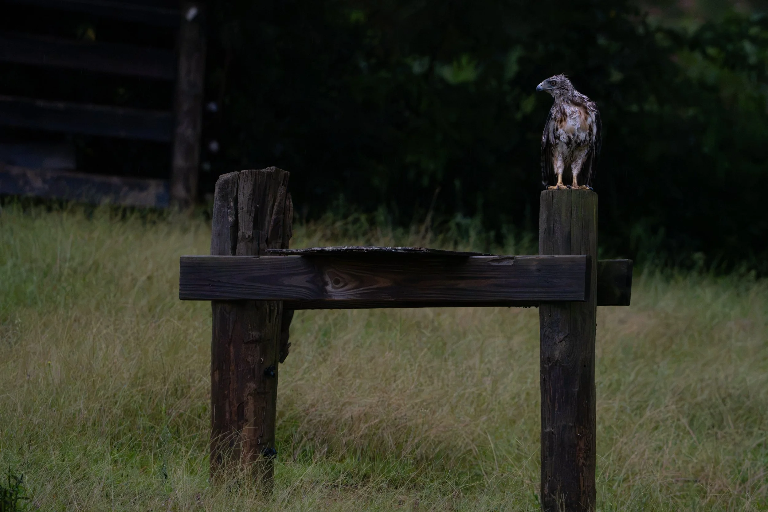 A bird of prey, possibly an eagle or hawk, perched on a wooden post in a grassy area with dark, leafy background.
