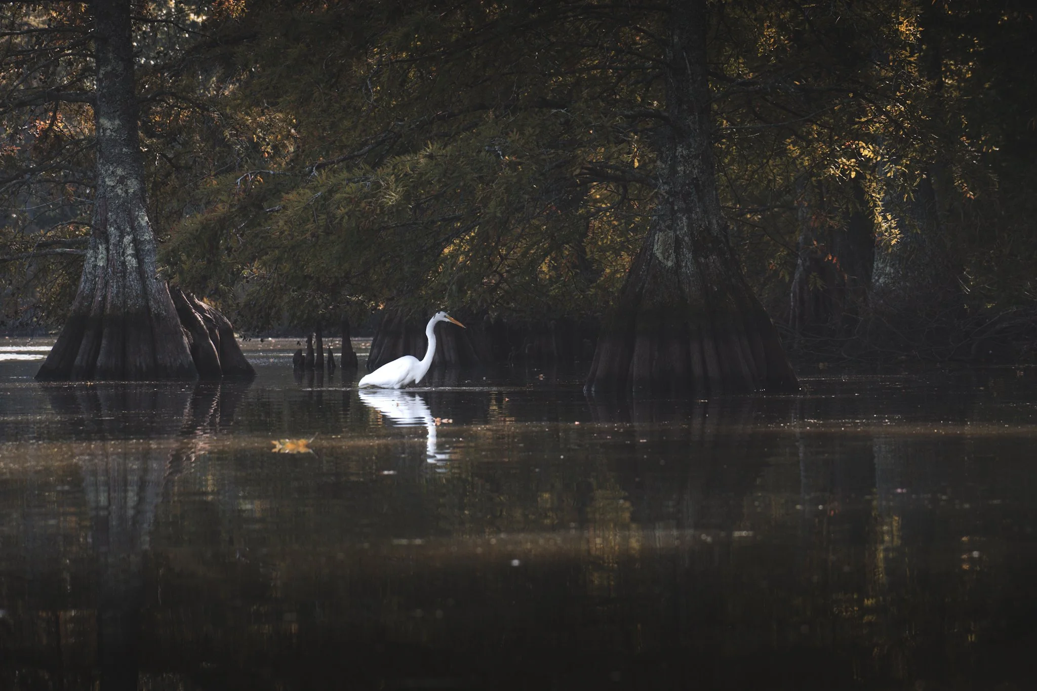A white heron standing in a pond among large moss-covered cypress trees, with sunlight filtering through the leaves.