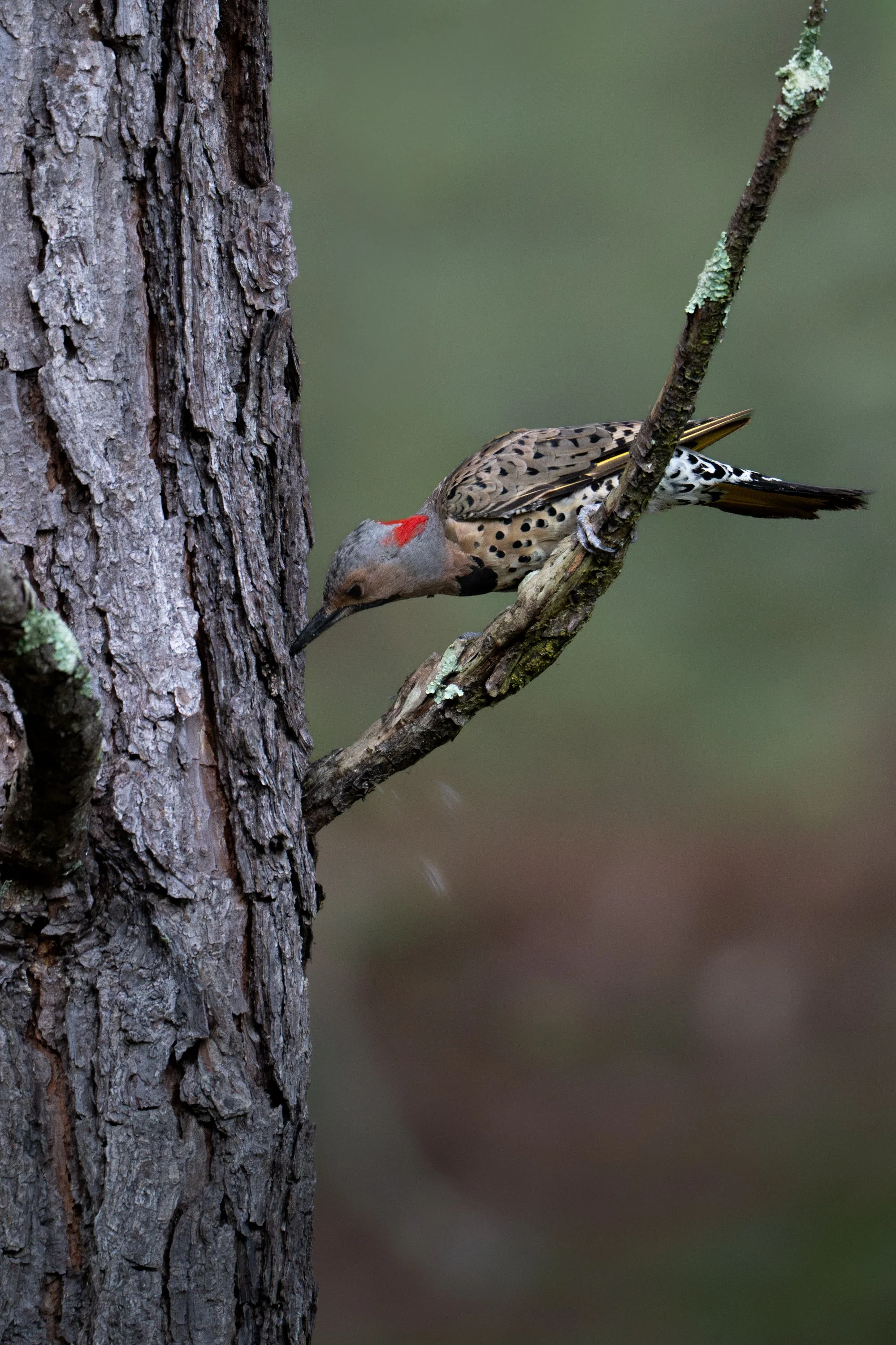 A brown and black spotted bird with a red patch on its head perching on a branch of a tree that has rough bark, set against a blurred green background.