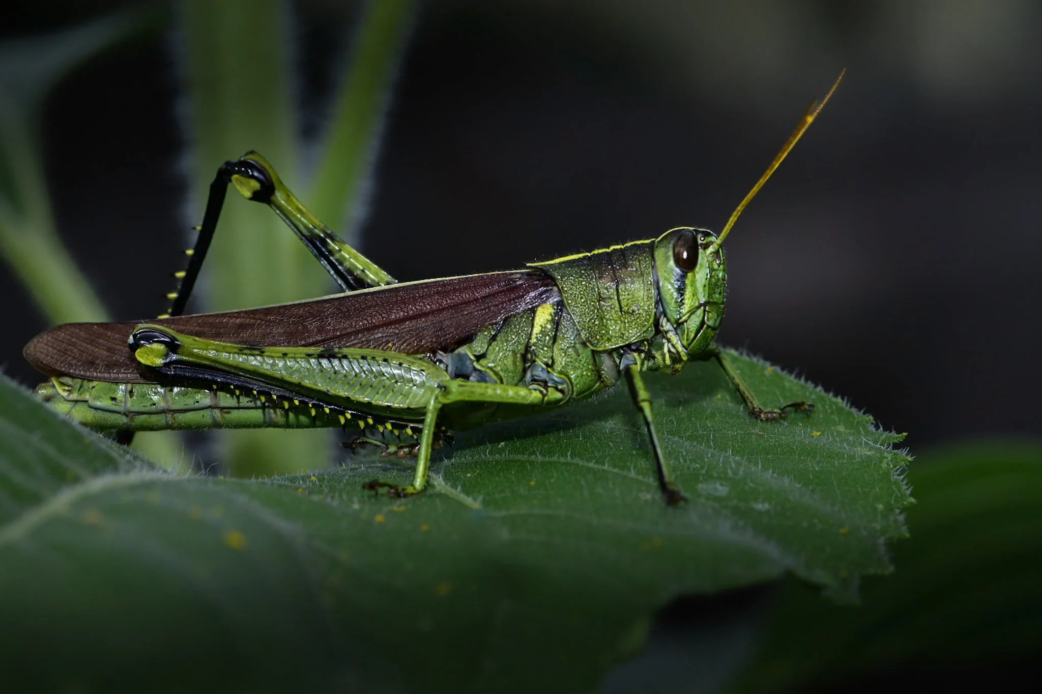 Close-up of a green grasshopper on a green leaf, with a dark background.