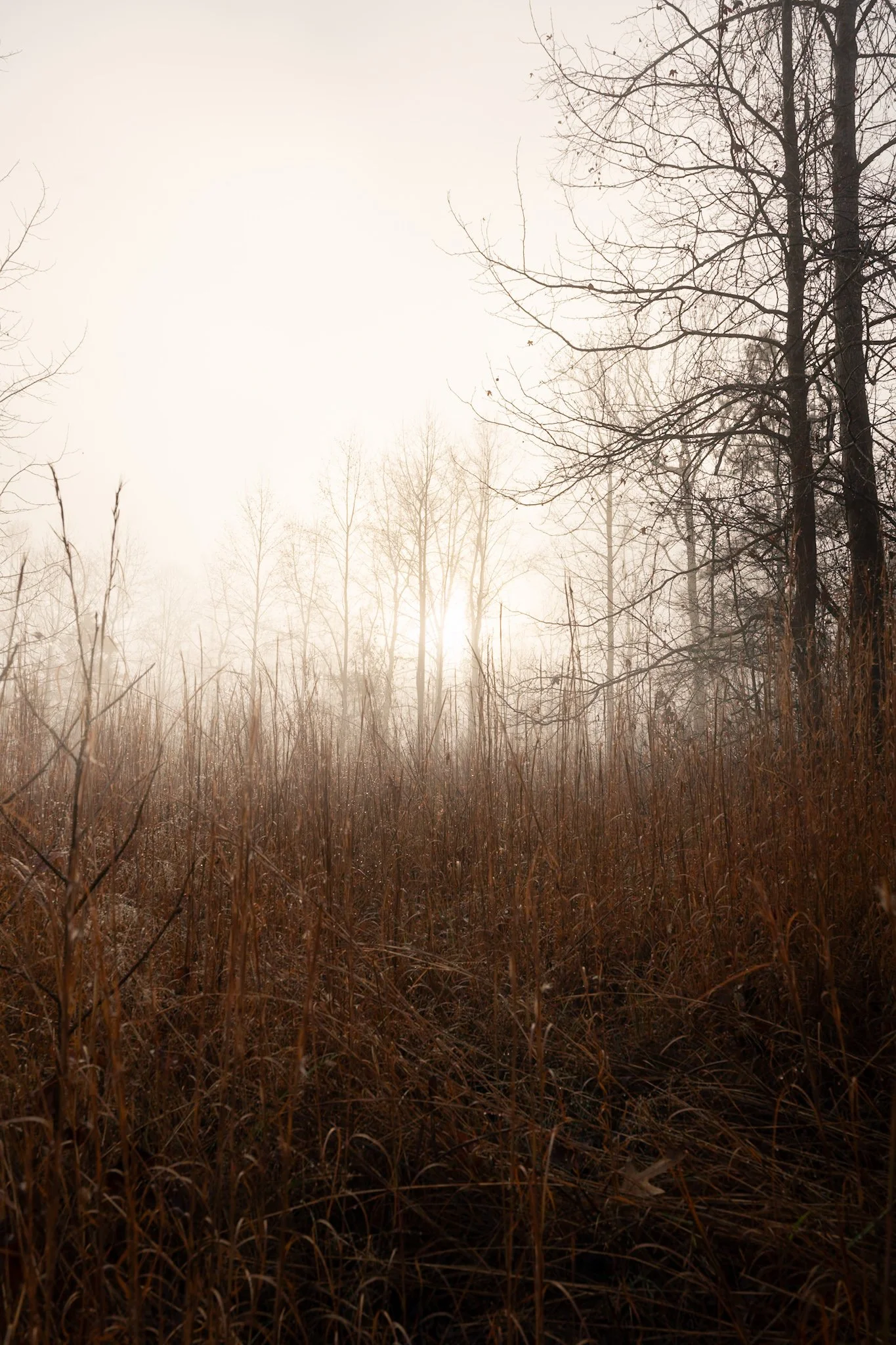 A foggy field with tall brown grasses and leafless trees in the distance, with sunlight filtering through the fog.