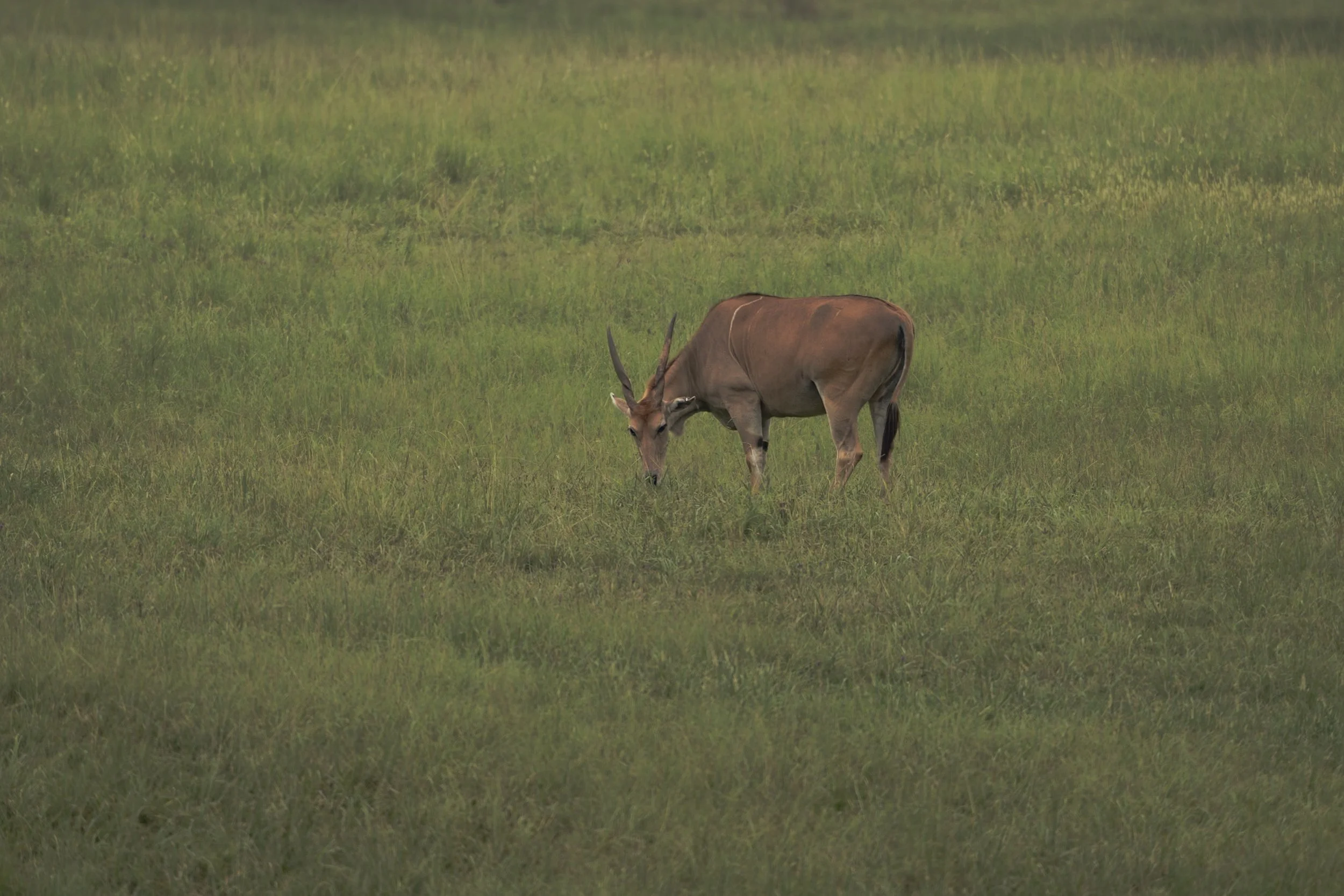 A lone antelope grazing in a grassy field with high grasses and a blurred background.
