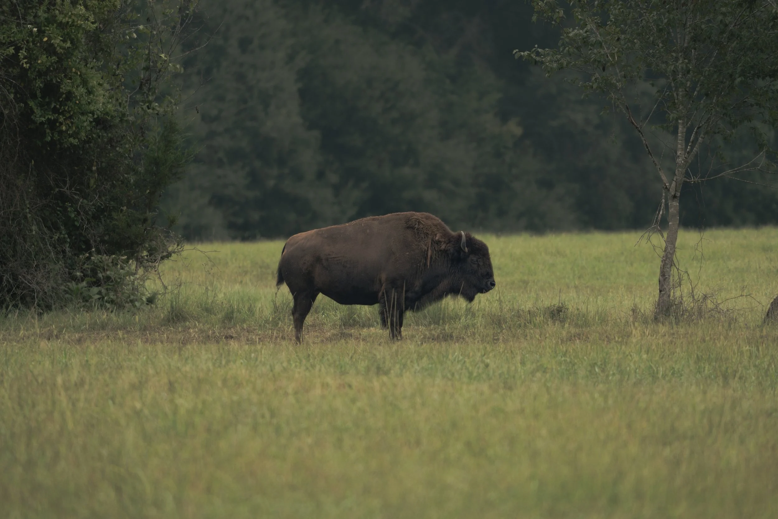 The American Bison V