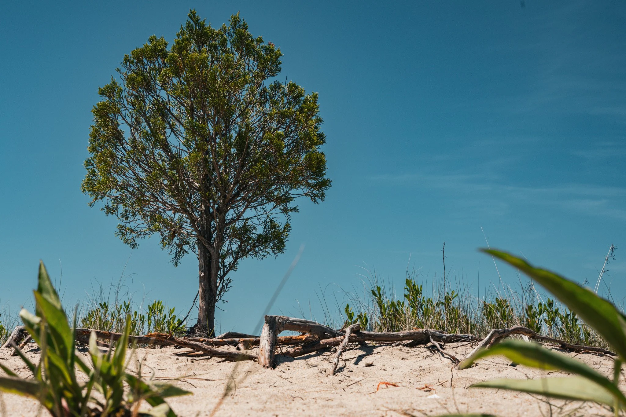 A single tree with green branches and no leaves on a sandy beach with some green plants and grass in the foreground, blue sky in the background
