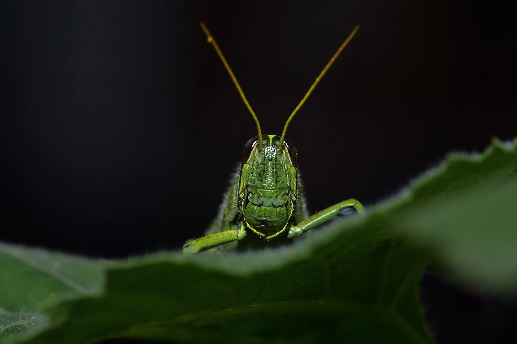 Close-up of a green insect on a leaf with a dark background.