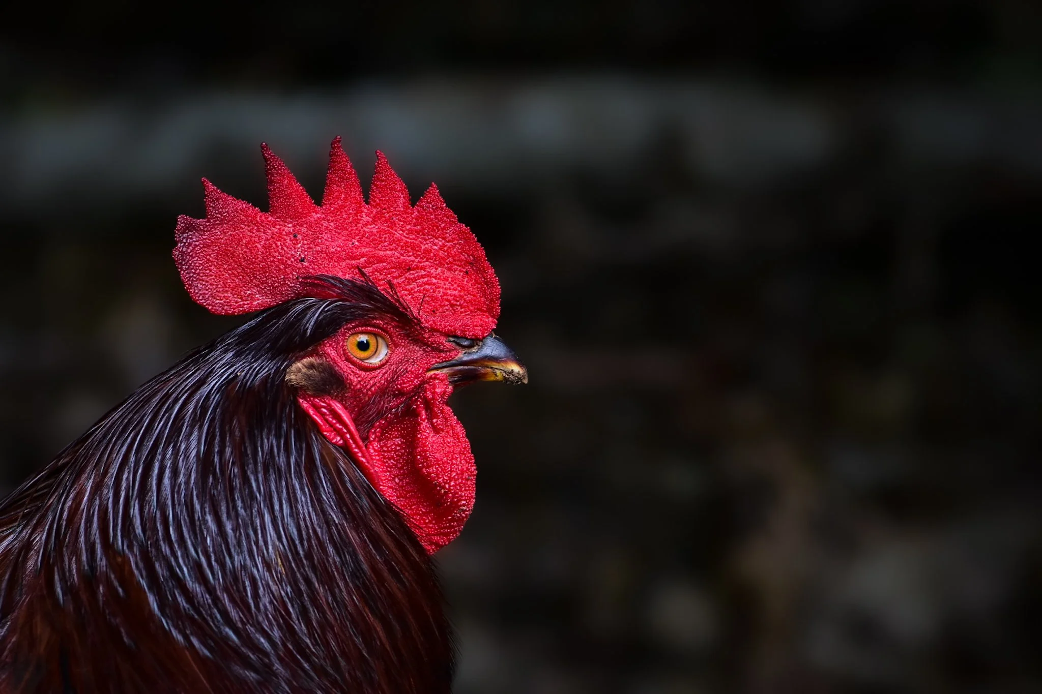 Close-up of a rooster's head with red comb, yellow eye, dark feathers, against a dark background.