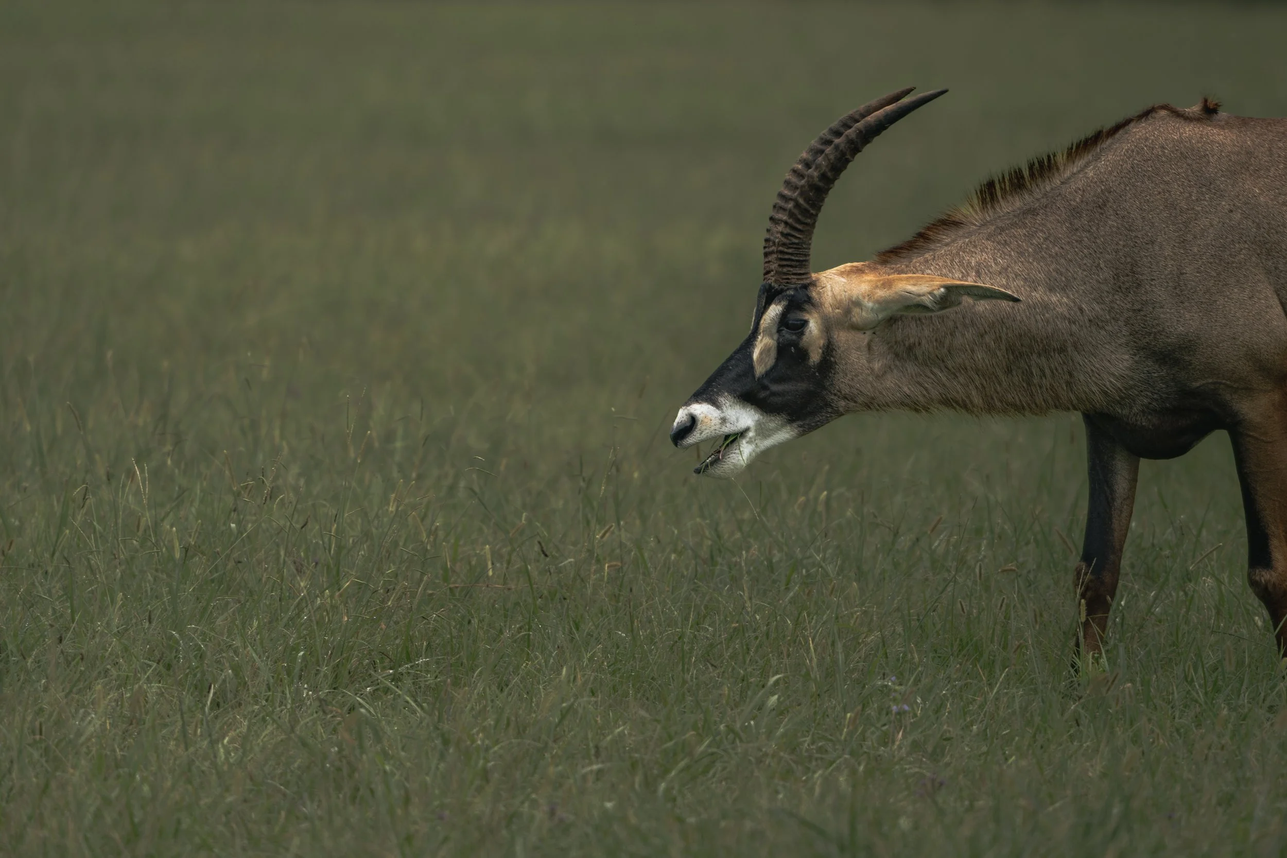 A close-up of a chital antelope standing in a grassy plain with a blurred green background.