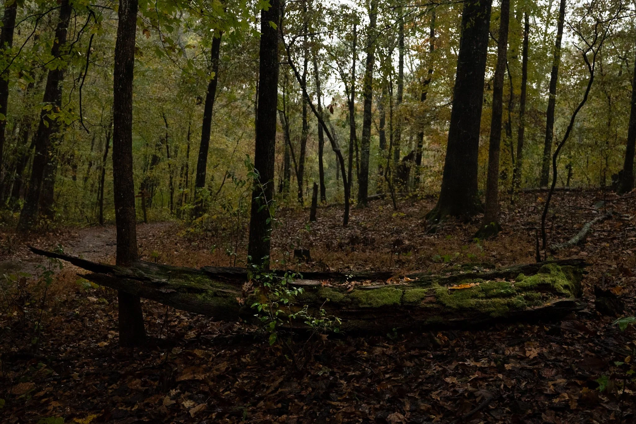 A dense forest with tall trees, moss-covered fallen logs, and a dirt pathway, with a misty background.
