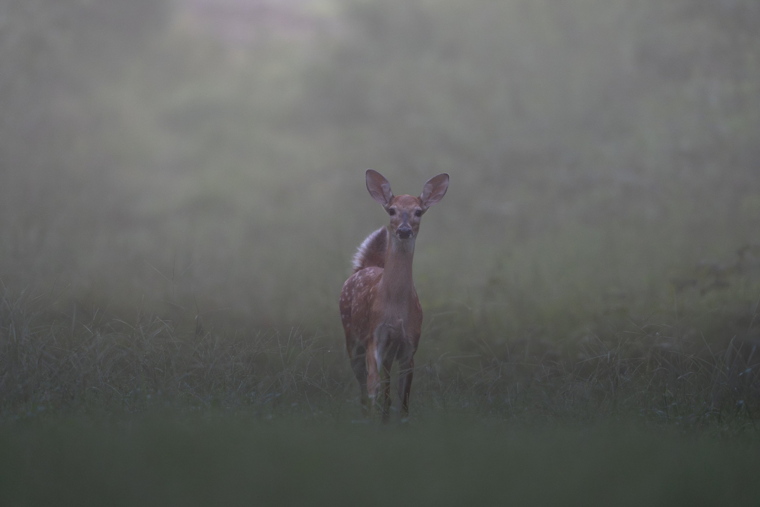A young fawn standing in a grassy field with a blurred background of trees and sky.