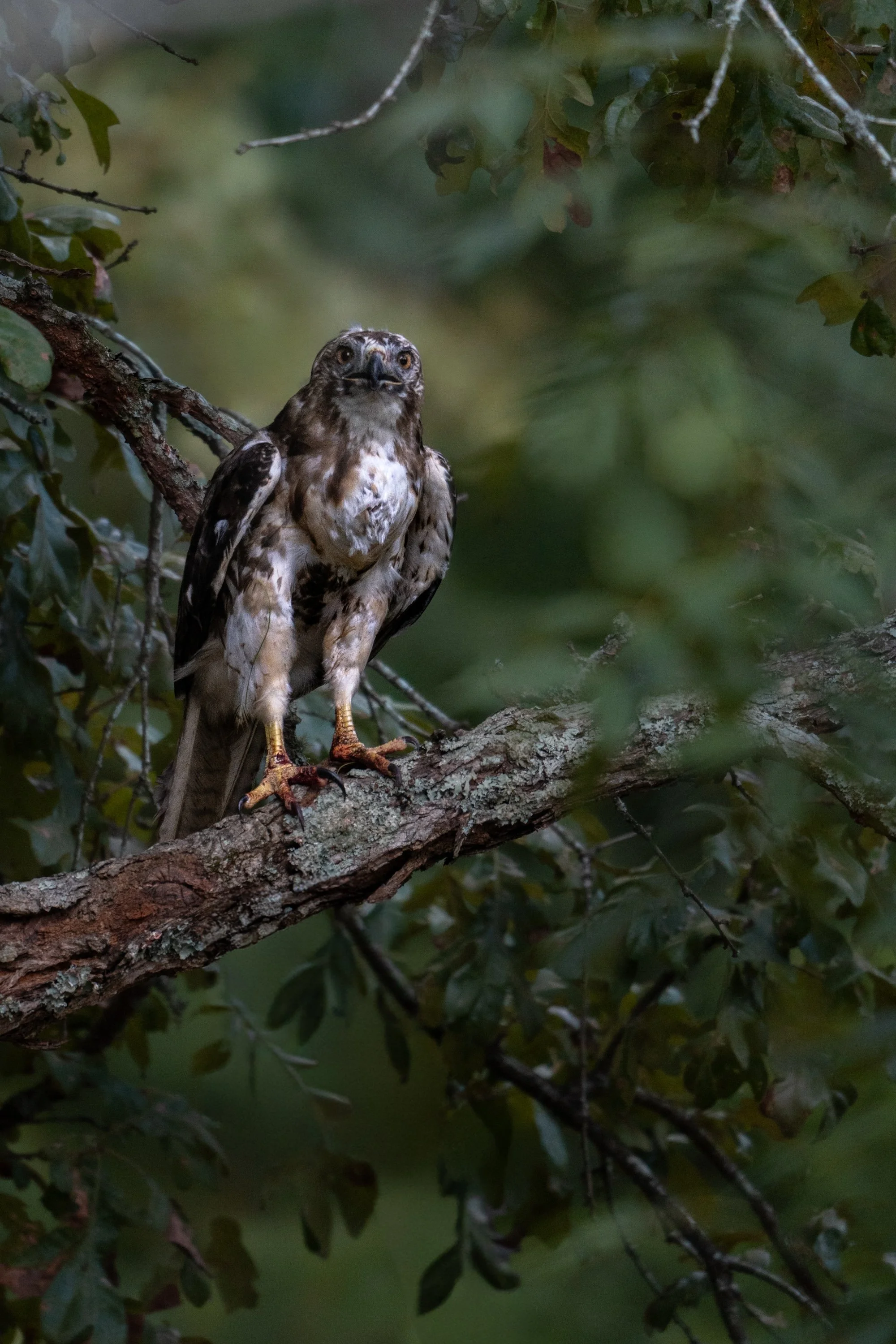 Red Tail Hawk I