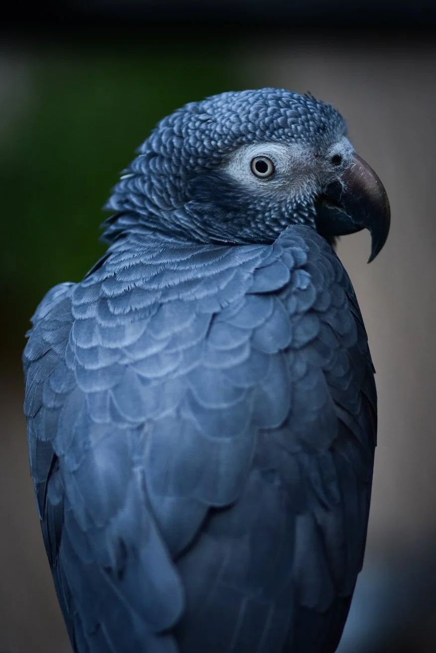Timneh African Grey