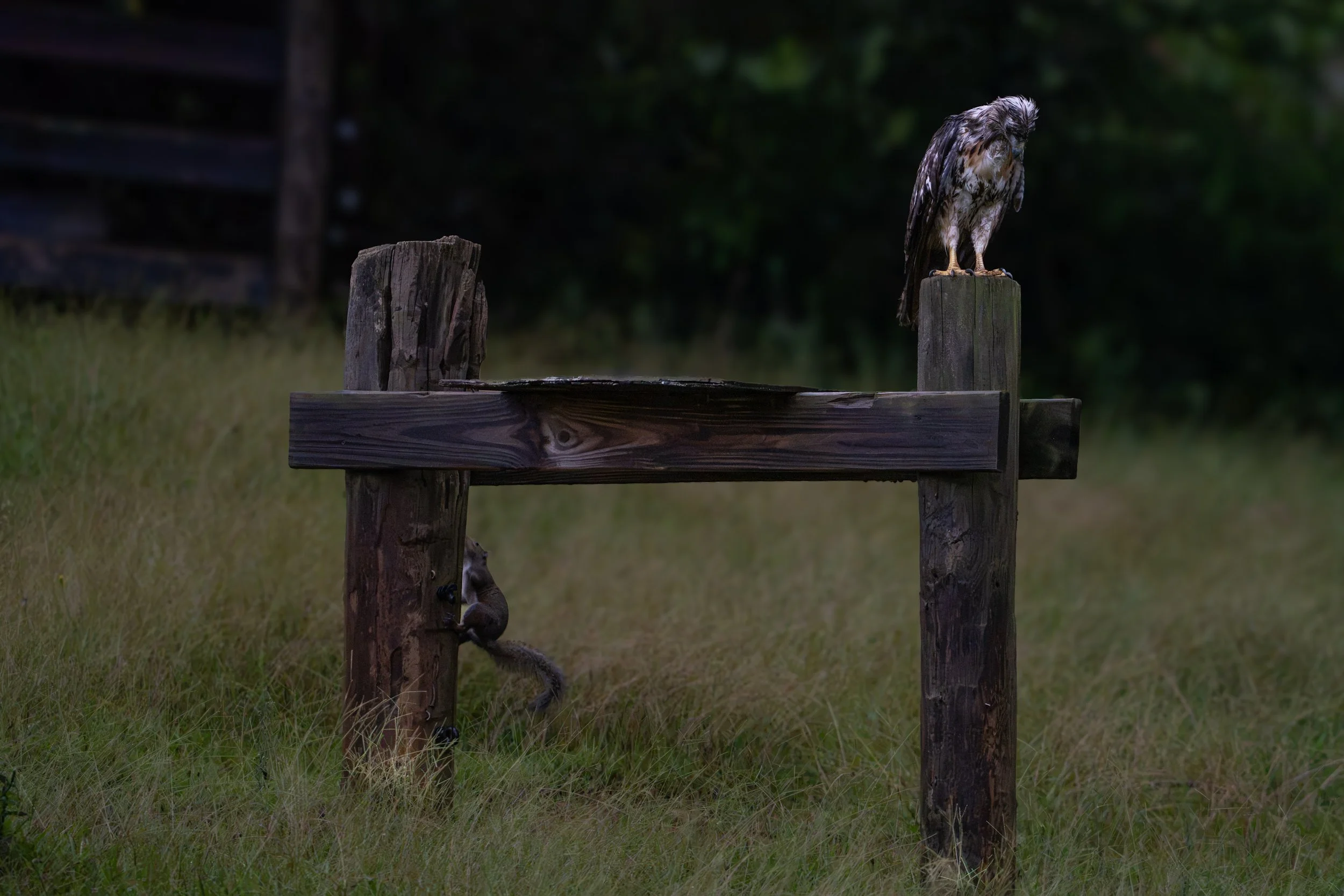 The Hawk and The Squirrel
