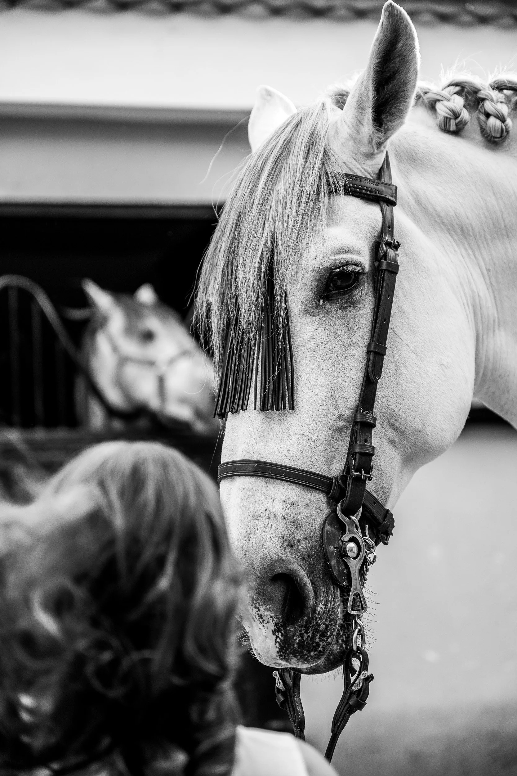 Un caballo blanco con una melena larga y arreos de cuero, en primer plano. En el fondo, hay un caballo de color oscuro, ligeramente desenfocado.