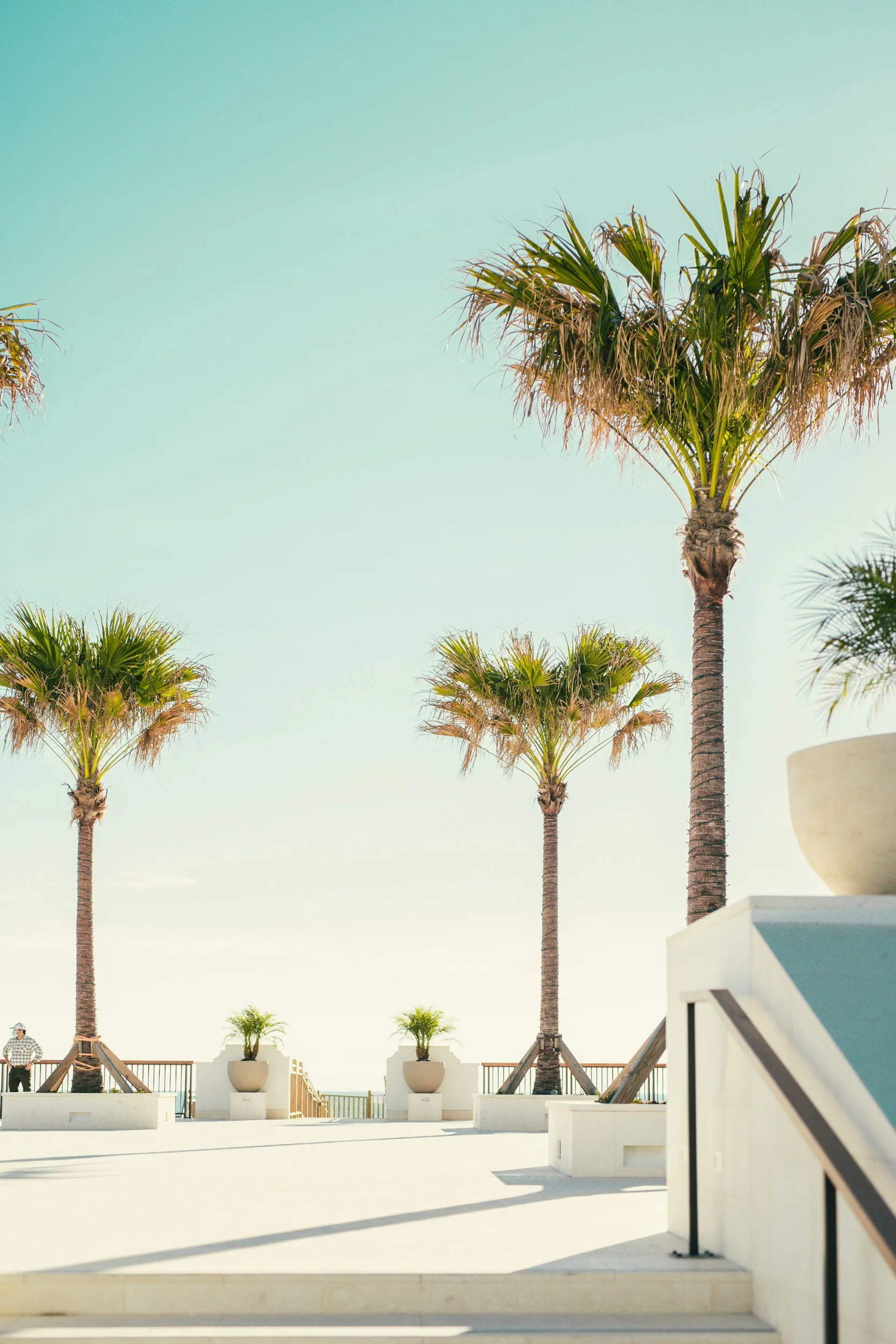 Tall palm trees against a pale blue sky in a modern outdoor space with white walls and planters.