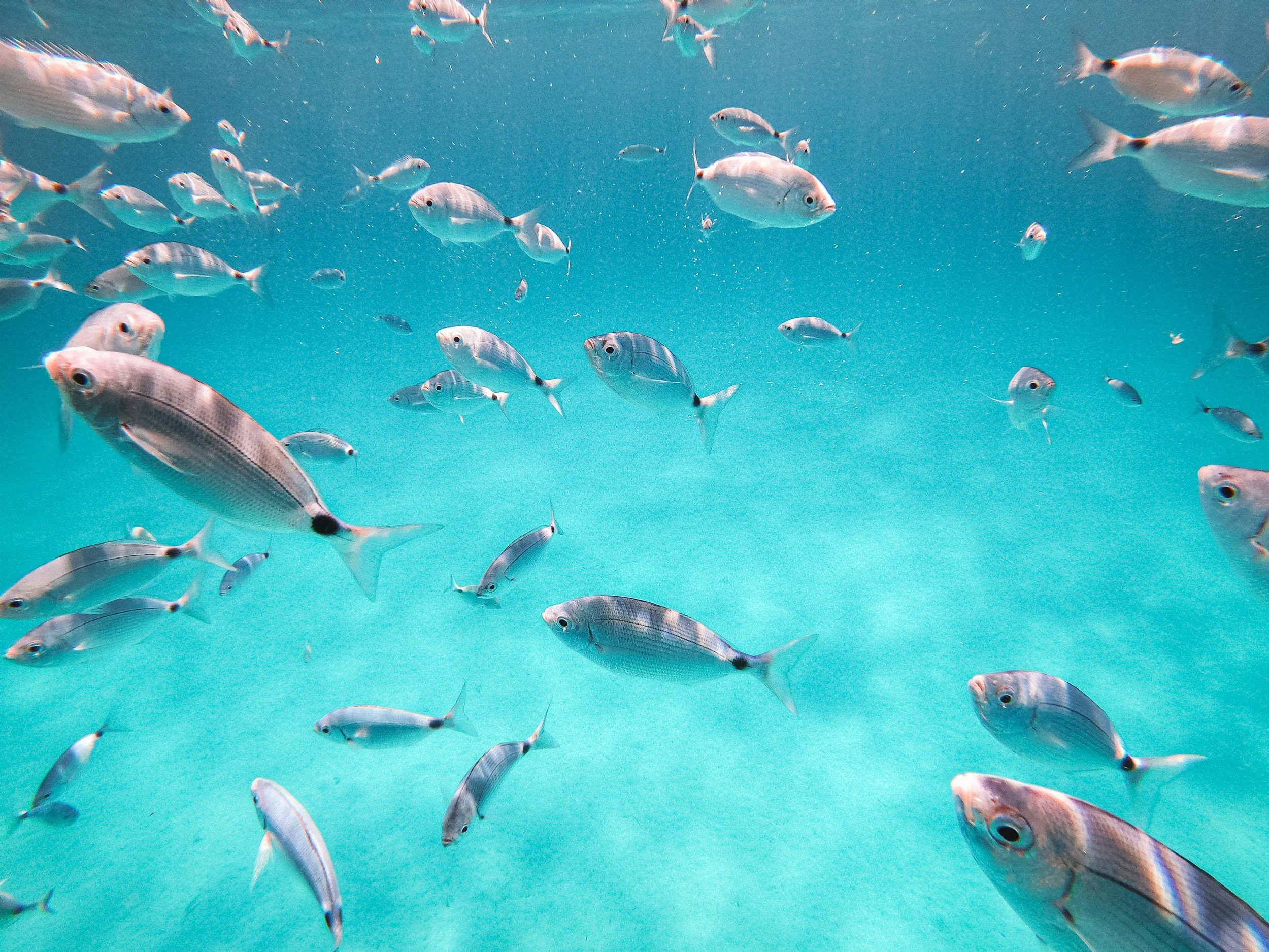 A school of small silver fish swimming in clear blue water.