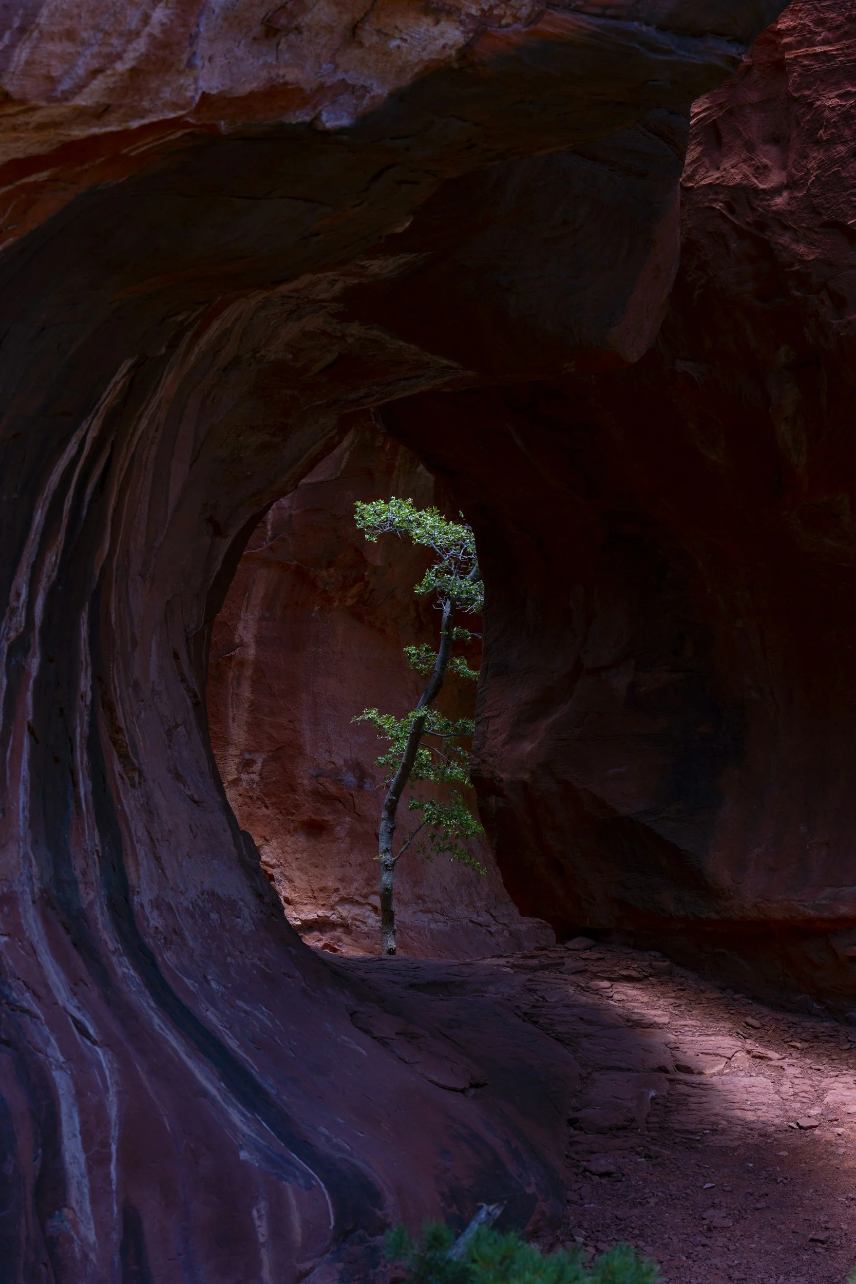 A narrow canyon with smooth, reddish-brown rock walls and a small tree growing in the middle of the canyon floor.
