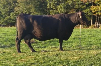 A black cow standing on a grassy field with trees in the background.