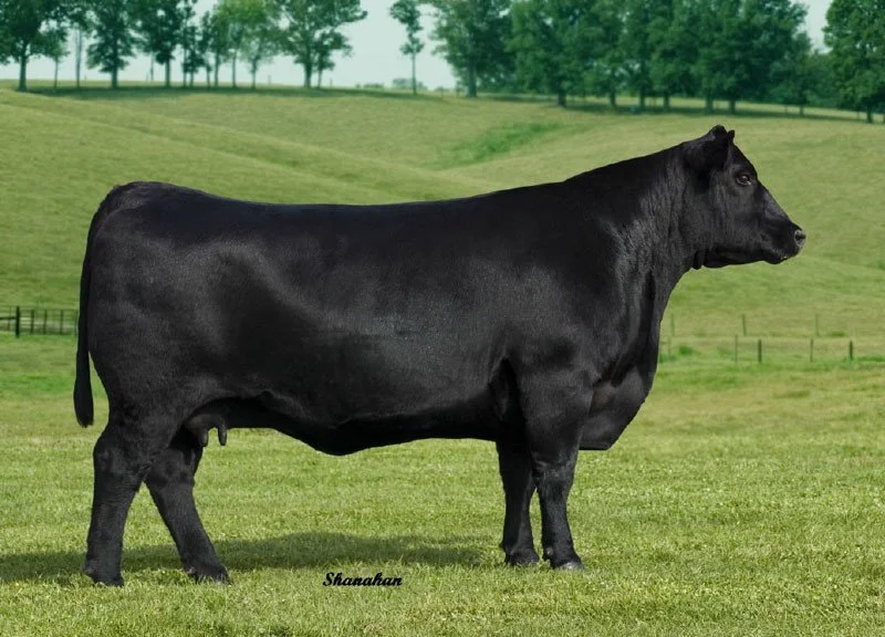 Black cow standing on green grass in a rural pasture with trees and hills in the background.
