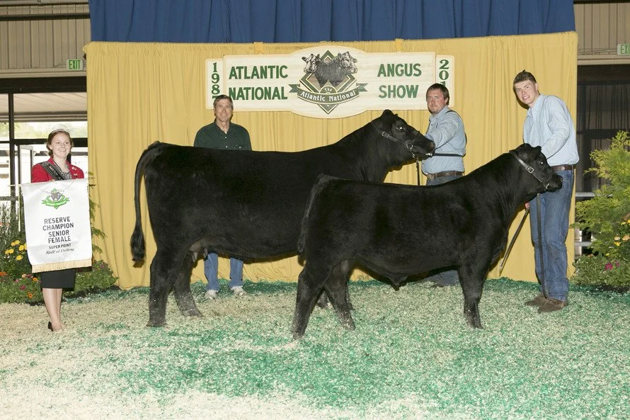 Two black Angus cattle are shown at the Atlantic National Angus Show in 2018, with three men holding the cattle and a woman holding a reserve champion sign on the left, in an indoor event space with a yellow curtain backdrop.