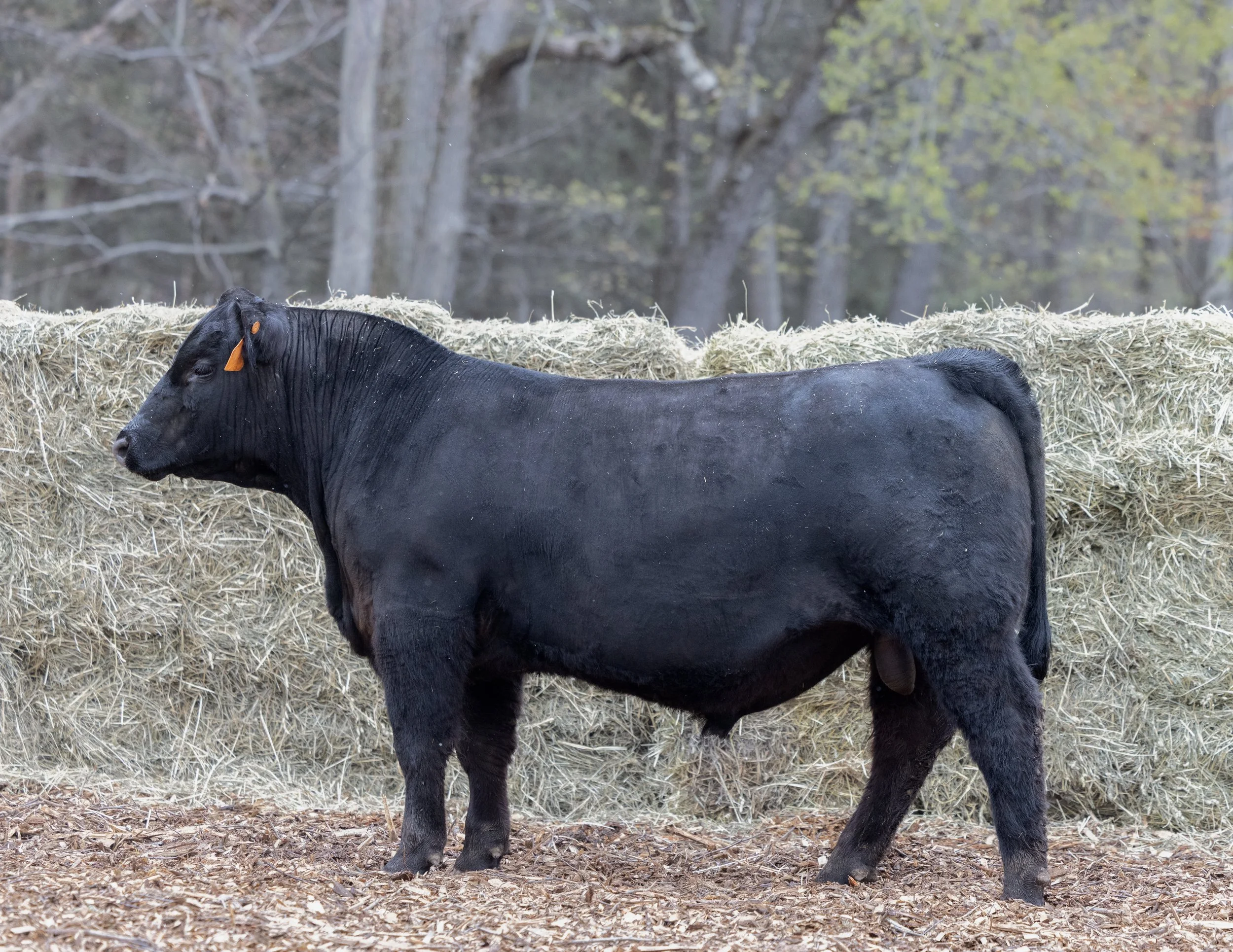 Black cow lying on hay in a wooded area with trees in the background.