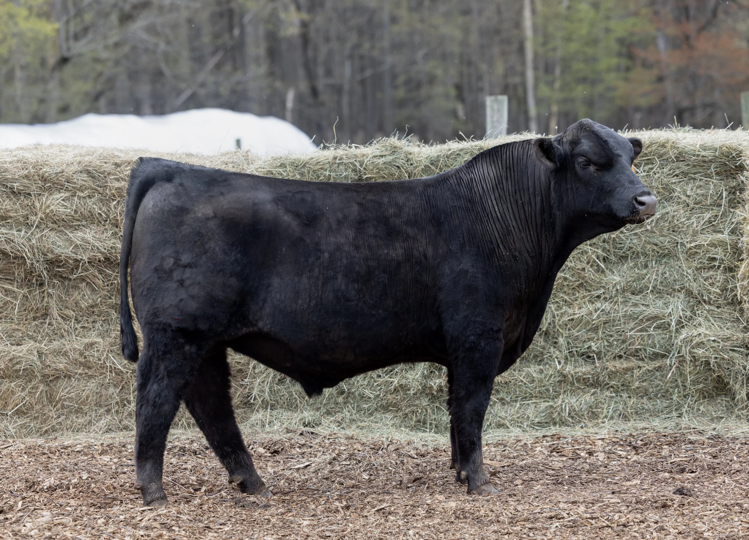A black calf standing in a farmyard with hay bales in the background and a wooded area beyond.