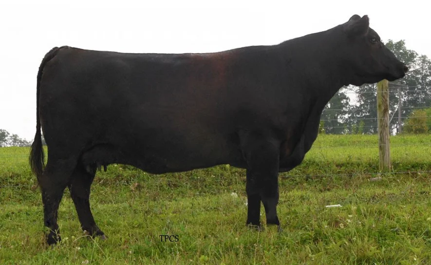 A black cow standing in a grassy field with trees and a wooden fence in the background.