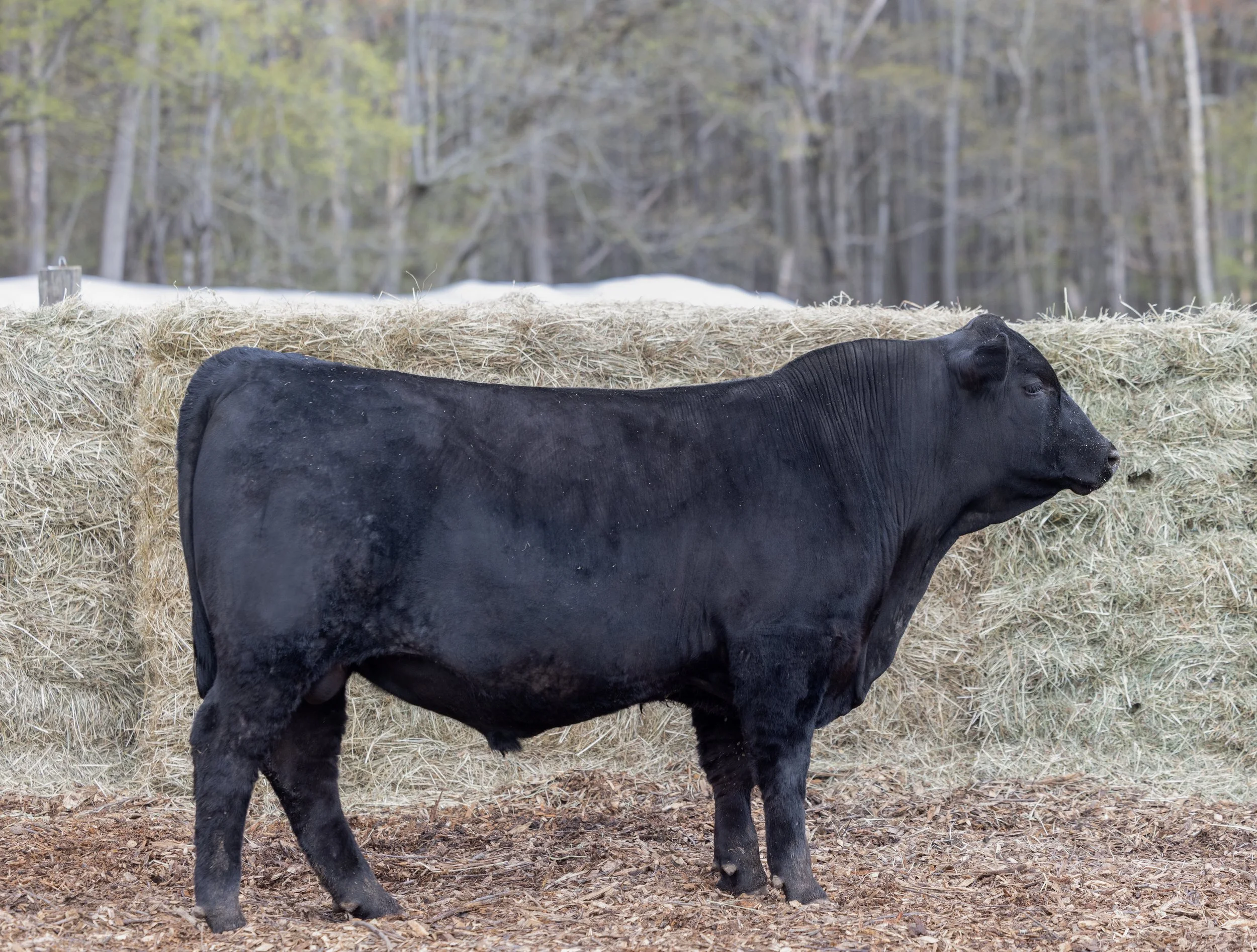Black steer standing outdoors near a hay bale with bare trees in the background.