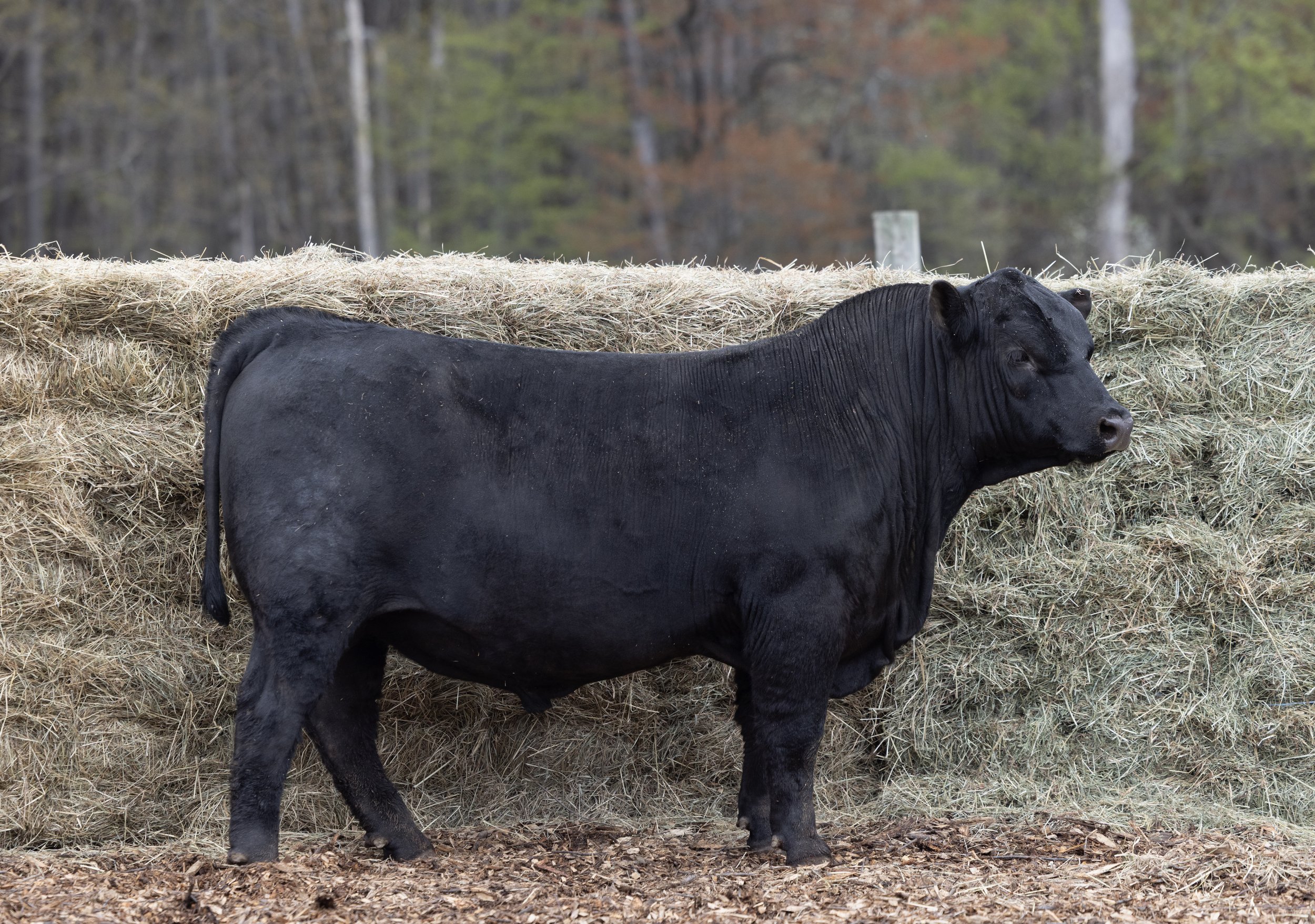 A black cow lying and standing behind a hay bale in a wooded outdoor area.