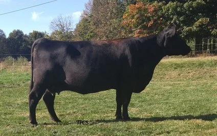 A black cow standing in a grassy field with trees in the background.