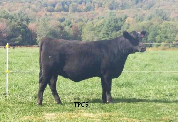 A black cow standing in a green field with a wooded hill in the background.