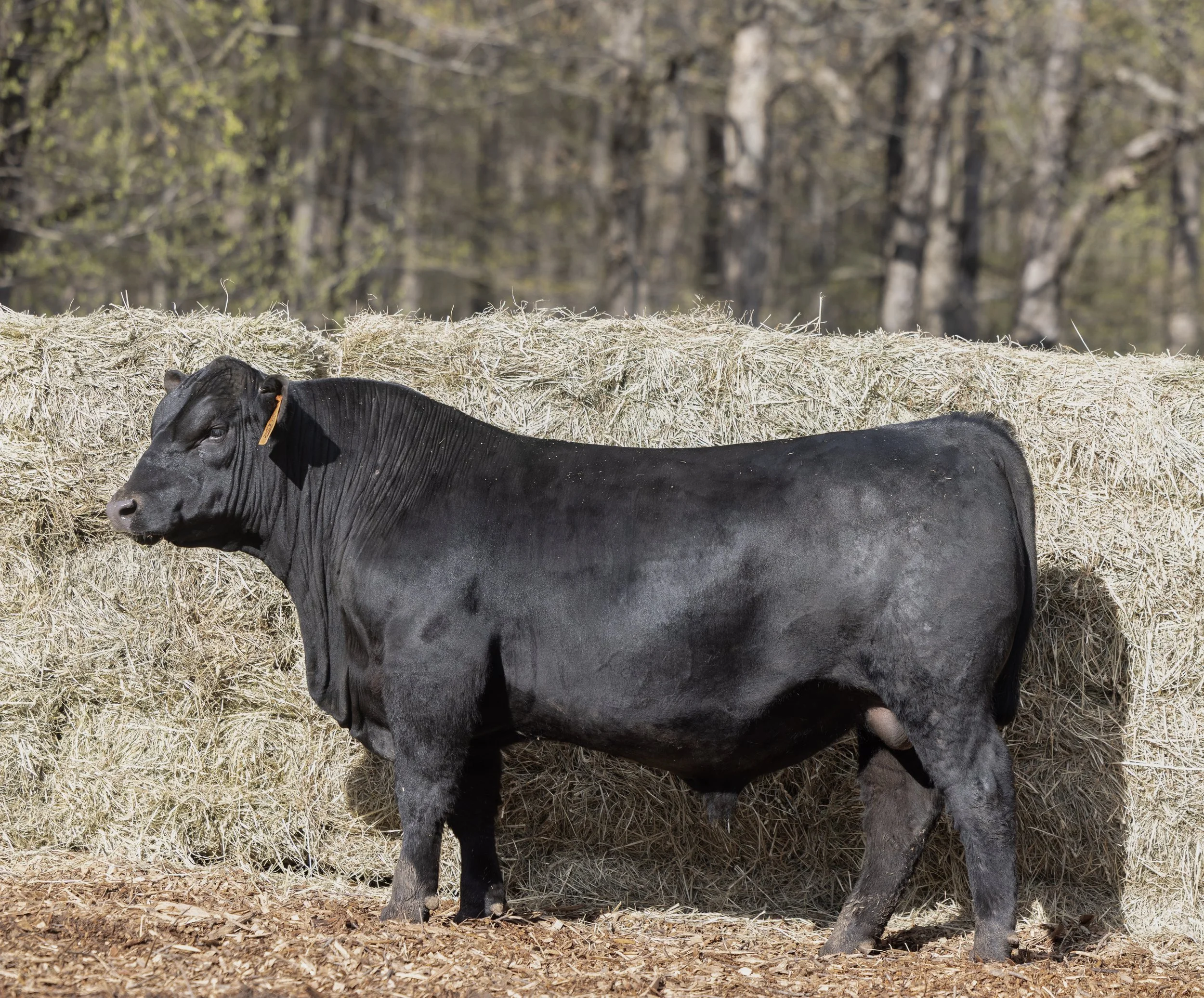 Black cow lying in hay, with trees in the background.