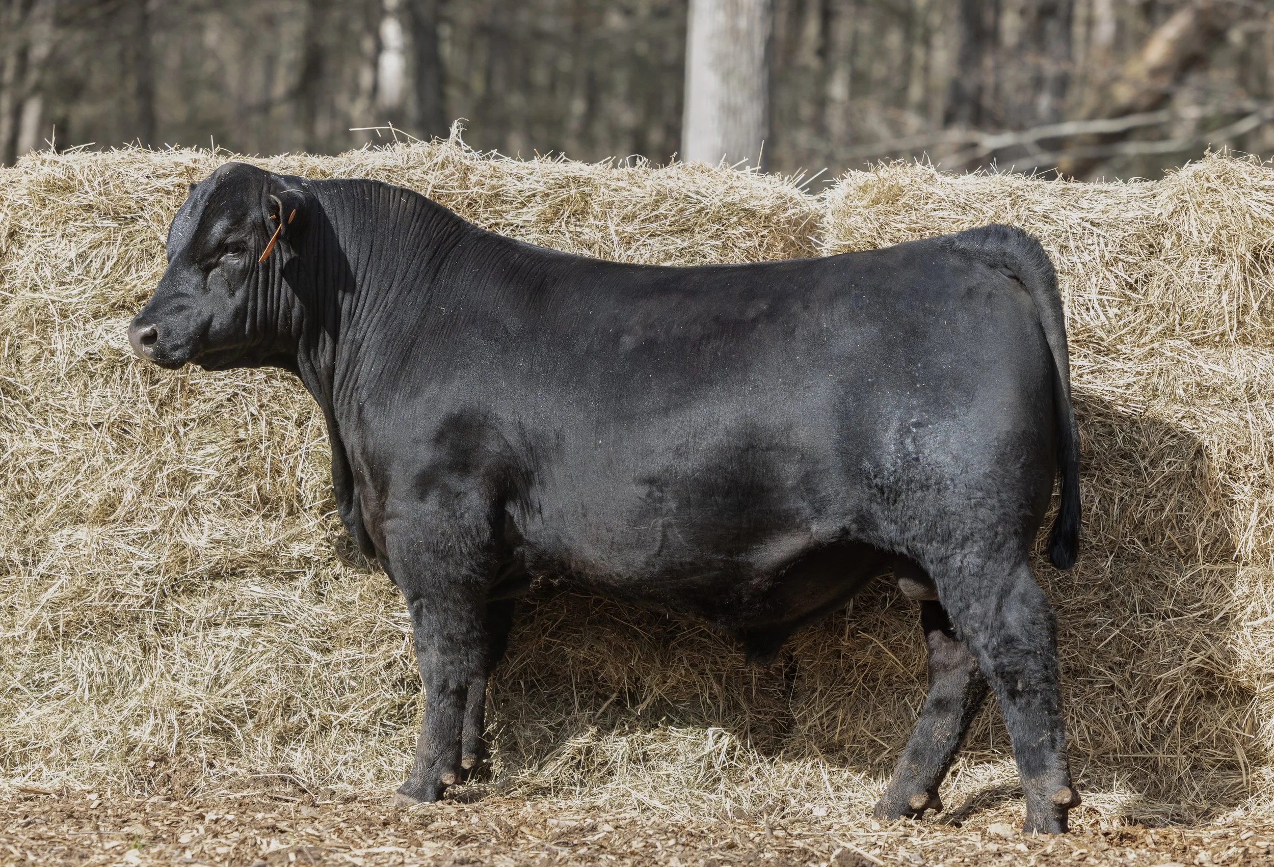 A black dog standing on ground near hay bales in a wooded area.