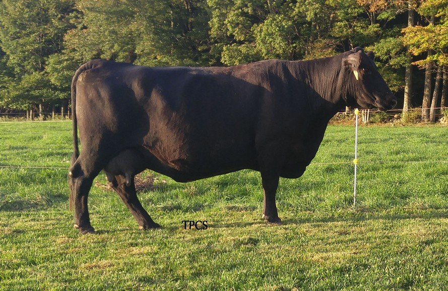 A black cow standing on a grassy field with trees in the background.