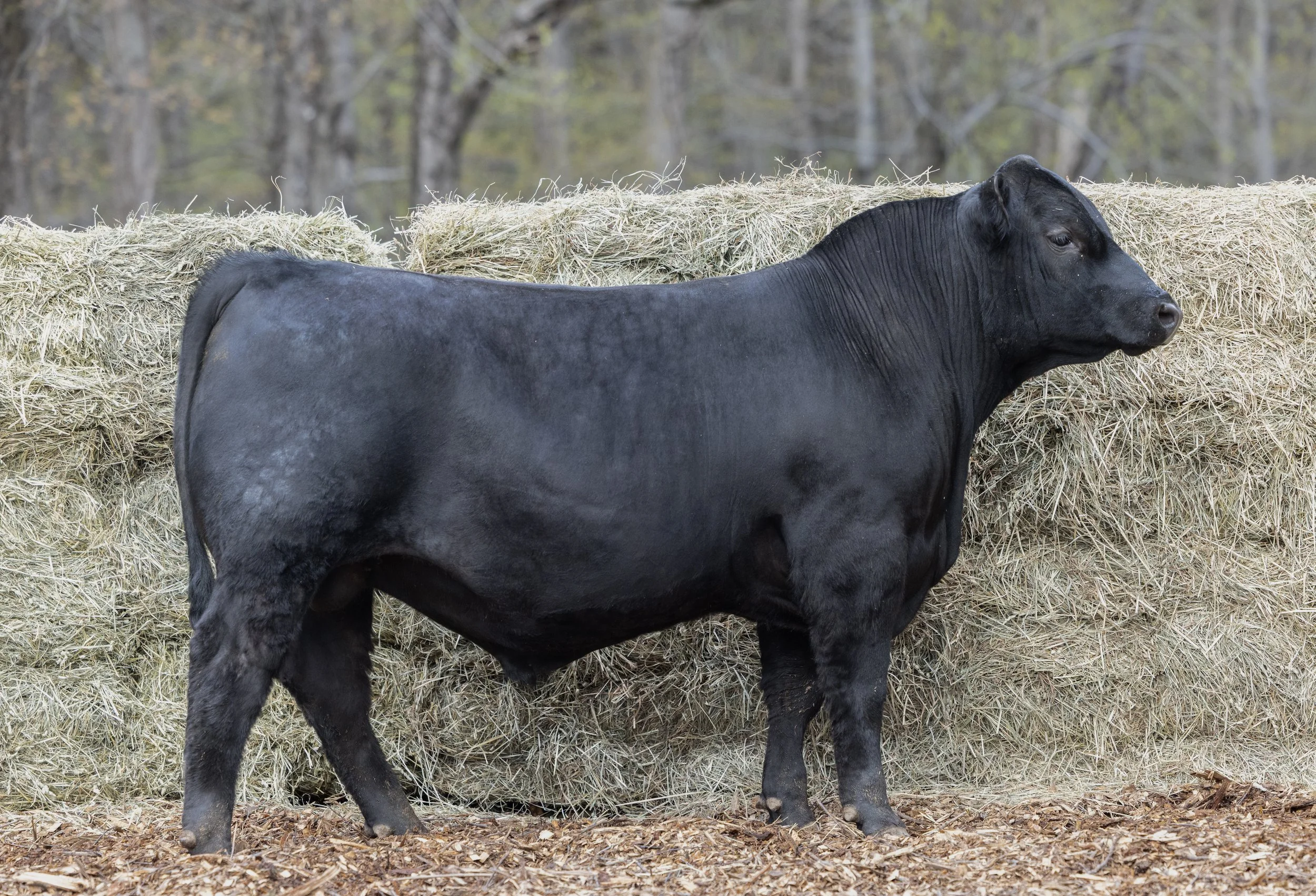 Black buffalo standing in front of hay bales in a wooded area.