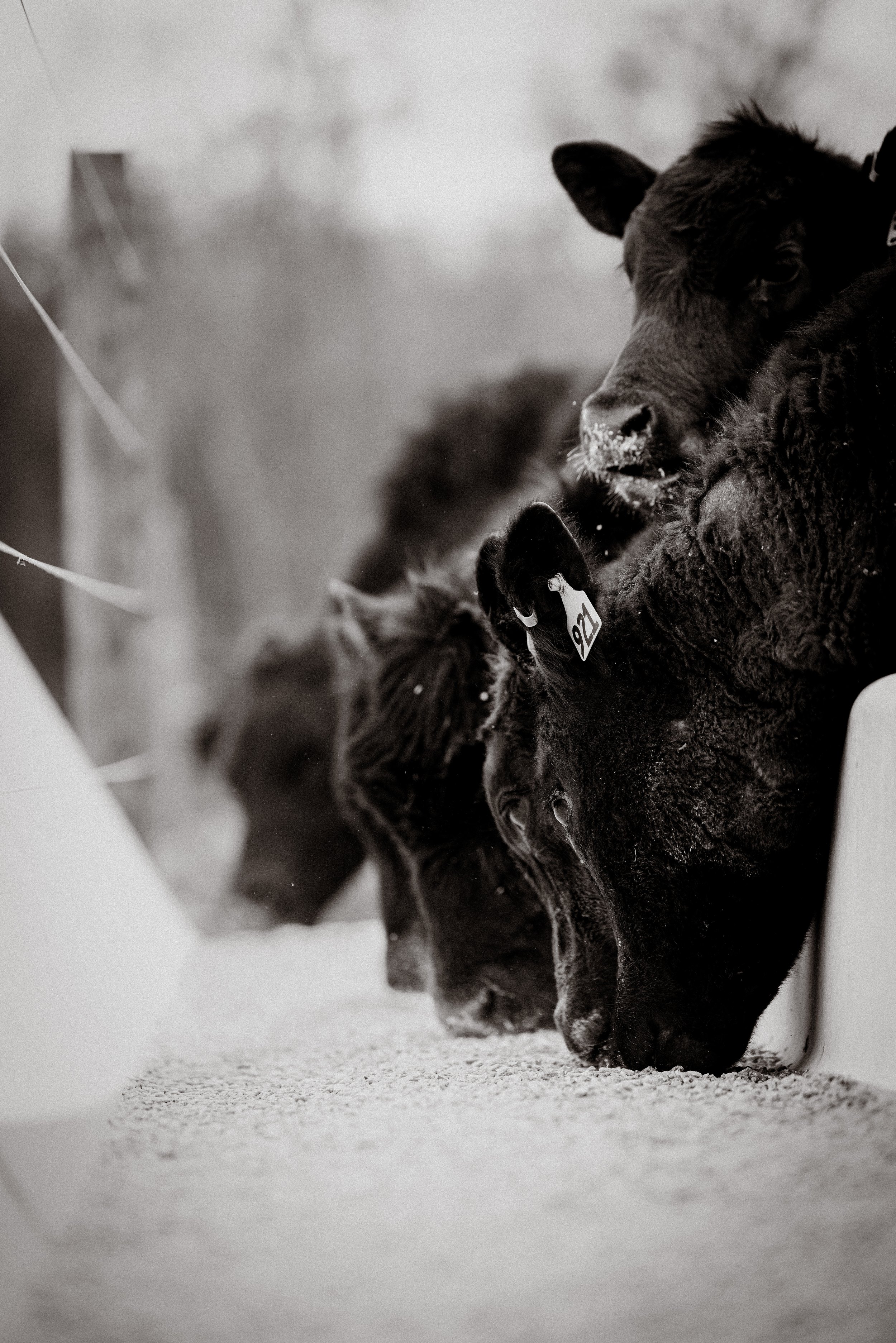 Black calves standing on a snow-covered floor, looking downward, with one calf wearing a numbered ear tag.