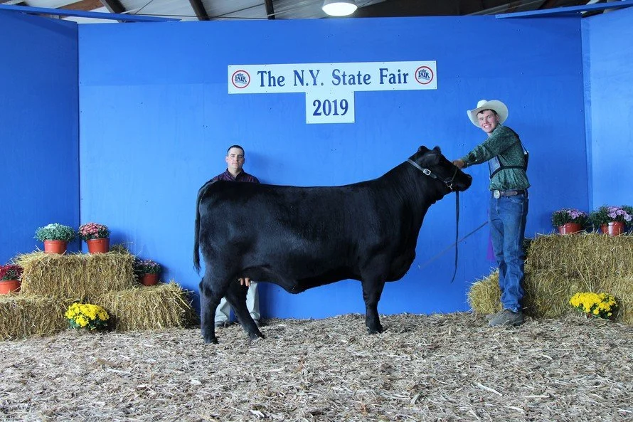 A young woman in a cowboy hat and jeans holding a black cow on a leash inside a blue exhibition booth at the 2019 New York State Fair, with hay bales and flower arrangements around.