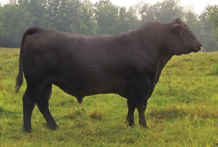 Black cow standing in a grassy field with trees in the background.