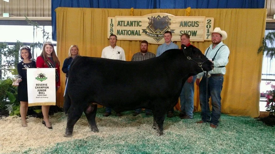 Group of people posing with a large black Angus bull at the Atlantic National Angus Show, with a yellow backdrop and a sign indicating reserve champion junior bull.