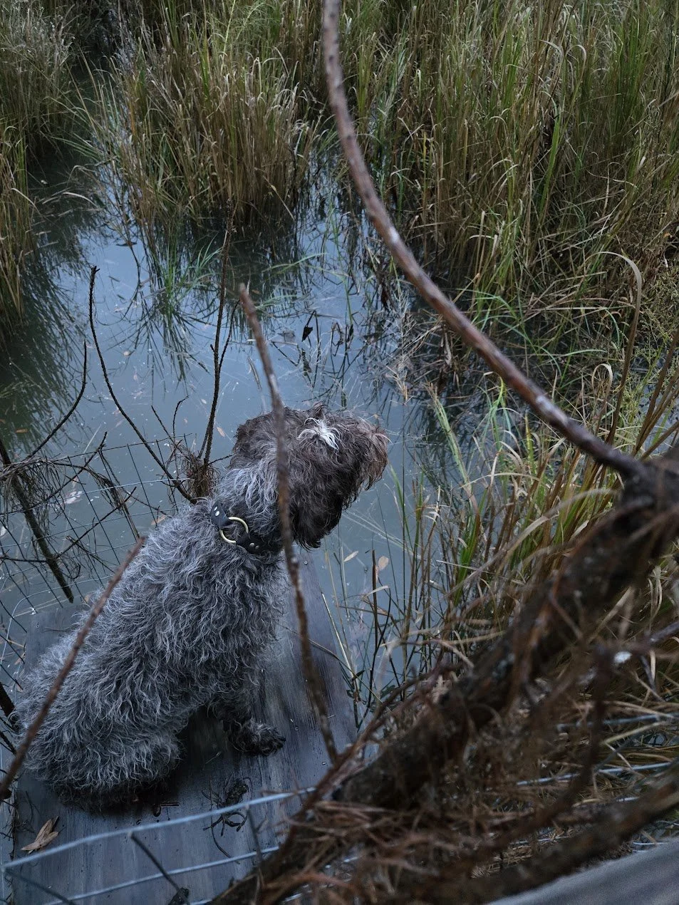 A dog with curly fur sitting on a wooden platform beside a wetland area with tall grasses and water.