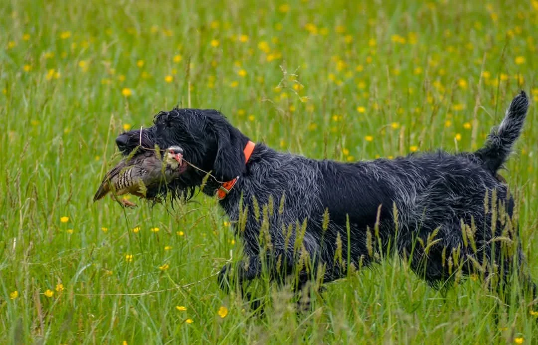 Upland Bird Dog Training