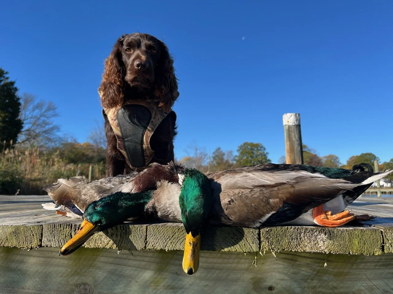Dog with a brown and black coat wearing a harness, standing on a wooden dock, looking at dead ducks laying on the dock under a clear blue sky.